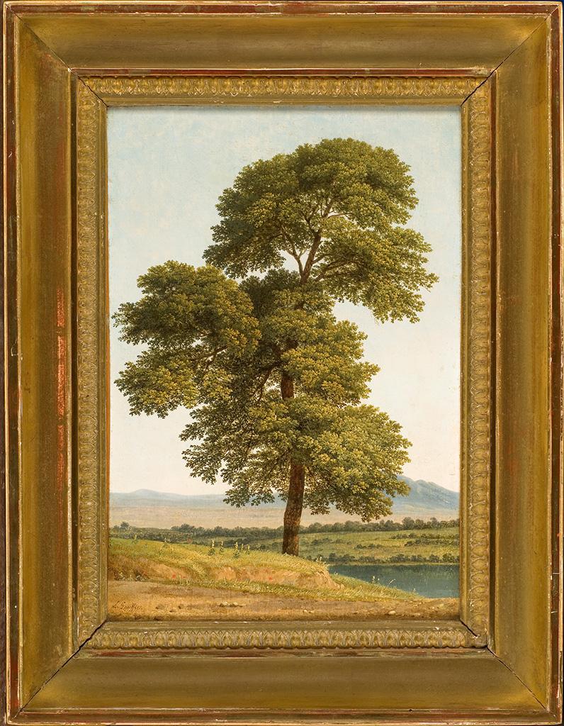 Etude d'arbre au bord du Tibre